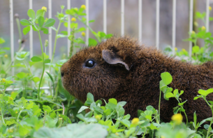 Meerschweinchen im auslauf