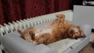 Hund liegt kopfüber auf seinem Omlet Topology hundebett mit nackenrolle als topper