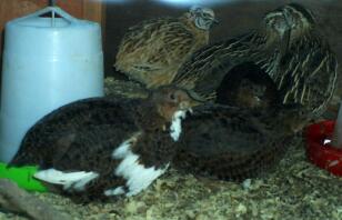 Coturnix Wachtel
