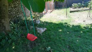 Zwei hühner grasen in einem garten mit einer schaukel