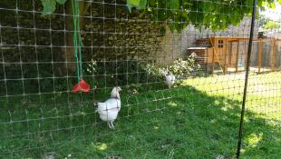 Ein weißes huhn in einem garten hinter einem hühnergehege