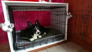 Ein schwarz-weißer hund liegt auf einem bett in einem Fido Studio