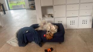 Nackenrolle hundekorb 