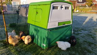 Omlet grün Eglu Cube großer hühnerstall und auslauf mit hühnern im garten