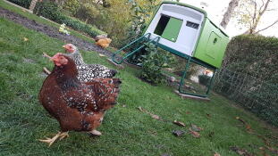 Omlet grün Eglu Cube großer hühnerstall mit hühnern im garten