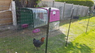 Lila Eglu Cube großer hühnerstall und auslauf im garten mit hühnern und Omlet hühnerzaun