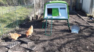 Zwei orangefarbene hühner in einem garten mit einem großen grünen Cube hühnerstall