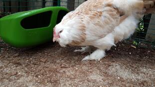 Huhn im auslauf