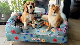 Beagle und shetland sheepdog