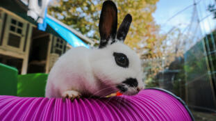 Ein kaninchen, das auf einen kaninchentunnel klettert.