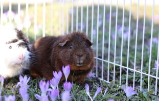 Zwei meerschweinchen auf einem feld neben einem zaun