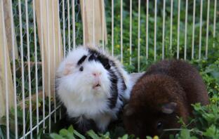 Meerschweinchen im auslauf