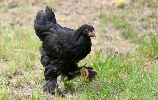 Ein schwarzes brahma-huhn, das im garten herumläuft.