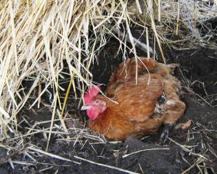 Huhn sitzt im dreck