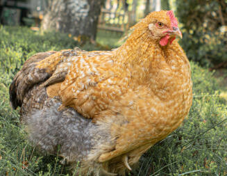 Huhn im garten