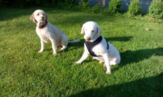 2x Lagotto Romagnolo in der Hundeschule