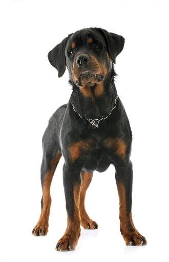 Ein selbstbewusster kleiner rottweiler-welpe, der aufrecht steht und seinen wunderbaren körperbau zur schau stellt