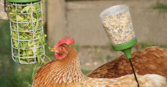Huhn mit Omlet Caddi hühner-leckerbissenhalter und Omlet picken spielzeug