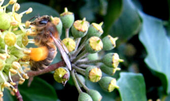 Nahaufnahme von Bee on Ivy beim Sammeln von Pollen