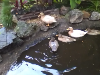 Drei enten im teich mit einer ente, die auf dem rand sitzt