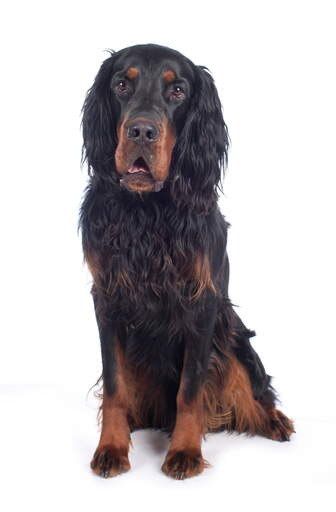 Ein junger erwachsener Gordon setter saß aufrecht und aufmerksam