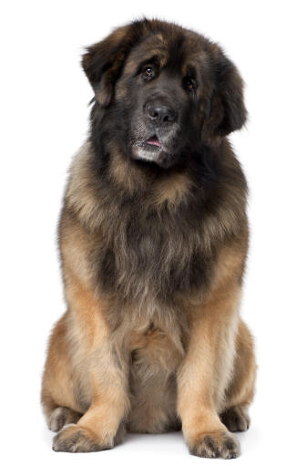 Ein schöner, ausgewachsener leonberger, der ordentlich sitzt und auf etwas aufmerksamkeit wartet