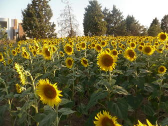 Sonnenblumen