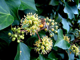 Winter Pollensammlung von Ivy