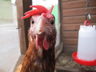 Huhn schaut in die kamera