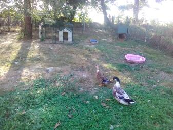 Zwei enten auf einer wiese in einem garten mit auslauf und einem hühnerstall