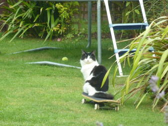 Katze auf Skateboard!