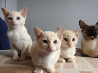 Tonkinese Kätzchen