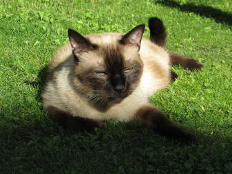 Katze liegt in der sonne im garten