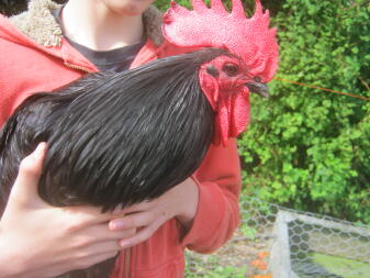 ly australorp cockerelfriend