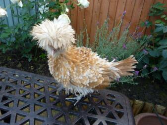 Polnisches Frizzle