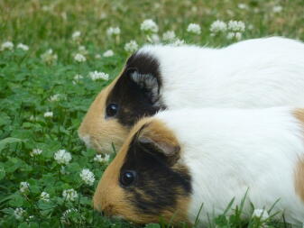 Meerschweinchen fressen draußen gras