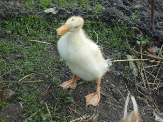 Ente im garten