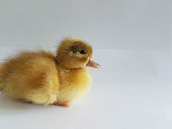 Ruf Duckling an