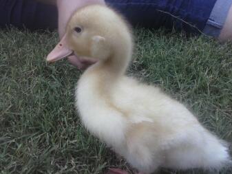 Daffy meine freundliche Ente