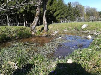 Laufenten im Teich