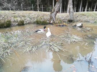 Laufenten im Teich