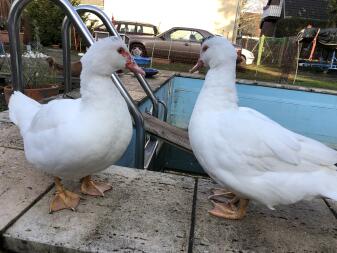 Meine Warzis Anni und Lotti 