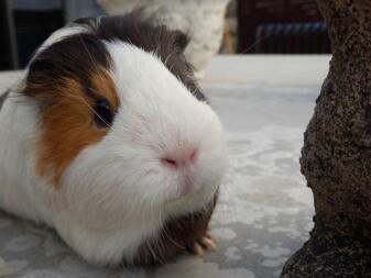 Ein kleines weißes meerschweinchen mit weißem fell mit orangefarbenen und schwarzen flecken