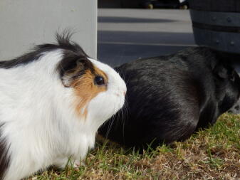 Meerschweinchen