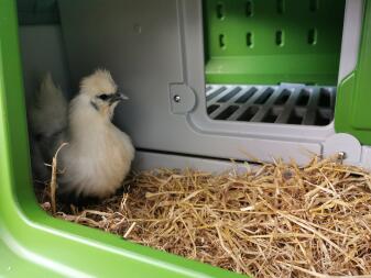 Hühner in Eglu Cube großer hühnerstall