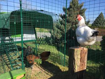 Huhn Brillan hat alles im Blick