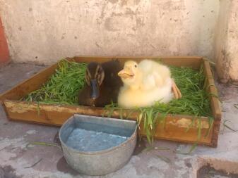 Eine gelbe und eine braune ente saßen im gras mit einer wasserschüssel