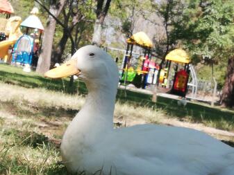 Eine weiße ente mit gelbem schnabel in einem park