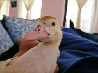 Ente saß auf einem sofa in einem haus