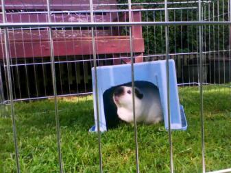 Niedliches meerschweinchen im auslauf und in einer box